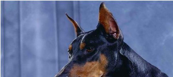 杜宾犬为何易患气胀病？（探究杜宾犬易患气胀病的原因及预防方法）