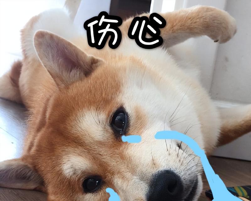 狗狗即将生产的迹象及应对方法（揭秘狗狗产前反应，让你的母犬健康顺产）