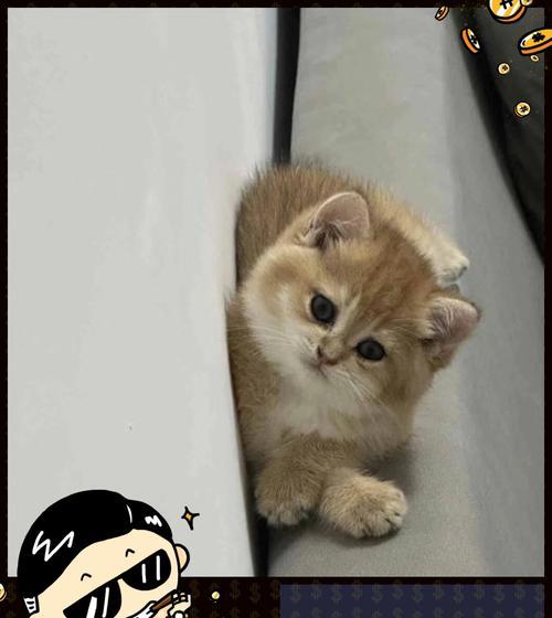 小猫为何如此粘人？（探索小猫与人类亲密关系的原因）