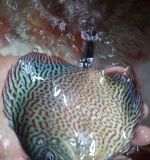 七彩鱼体外检疫的重要性（保护水生生物健康，维护生态平衡的关键措施）