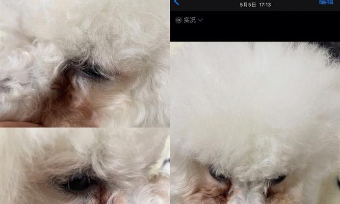 比熊脸上泪痕之谜（揭开比熊脸上泪痕背后的秘密）