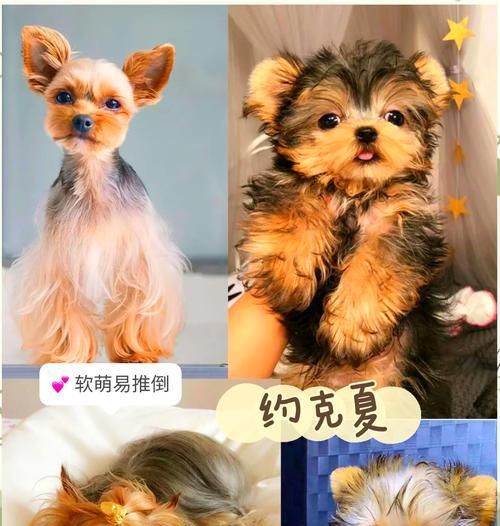 女生养什么狗不好？（探讨女生养狗应避免的种类和问题）