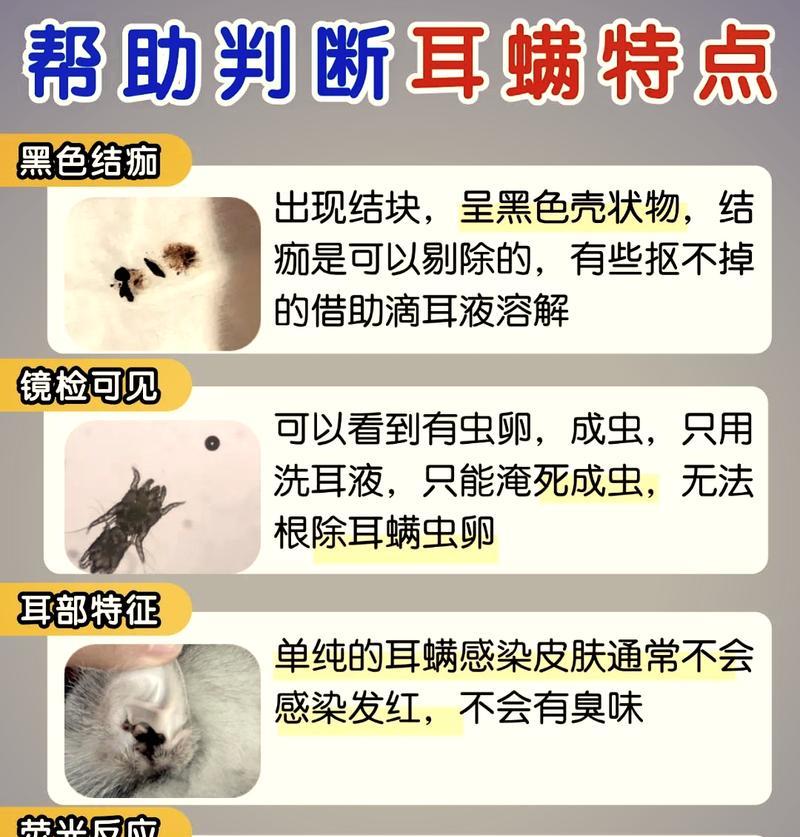 猫耳螨症状详解（了解猫耳螨症状及其治疗方法）