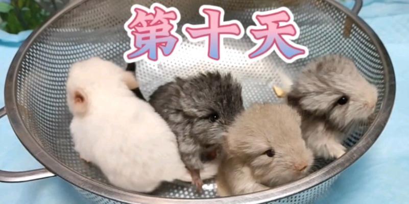 龙猫即将迎来新生命的征兆（探索龙猫生育期的表现及应对措施）