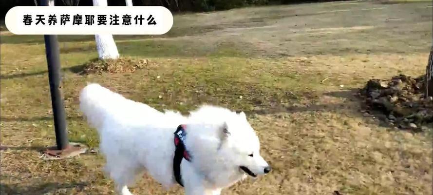 养萨摩耶需要注意的事项（了解萨摩耶养护的关键点，为您的宠物提供最好的生活条件）