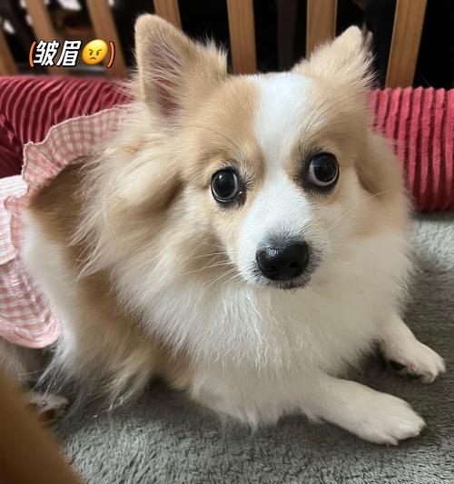 狗狗感冒药物治疗及注意事项（以人类药物为主要治疗方式）