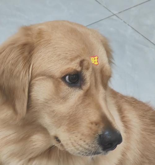 狗狗最喜欢玩的地方（探索狗狗心灵乐园，让它们尽情释放能量）