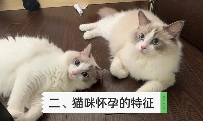 猫咪怀孕期间的饮食指南（为猫咪提供合适的营养与关爱）