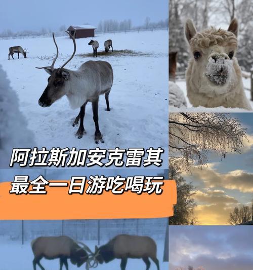 探秘阿拉斯加长牙（关注牙齿生长周期，保护阿拉斯加长牙）