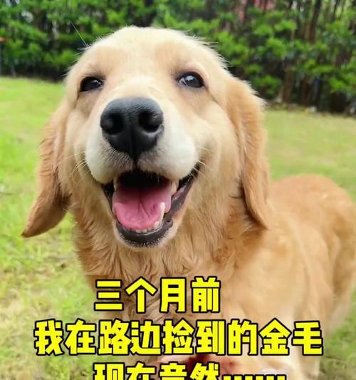 三个月金毛的饮食需求（营养均衡的肉类饮食对于三个月金毛的重要性）