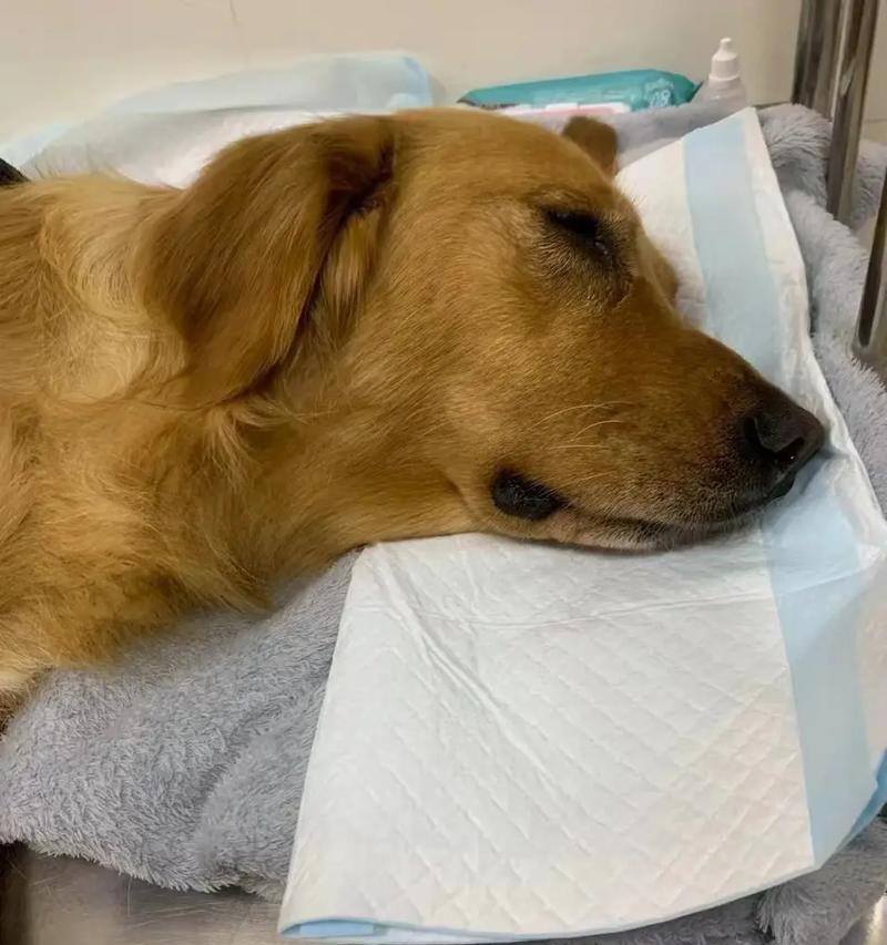 狗糖尿病的症状及预防措施（详细了解狗糖尿病的主要症状以及如何预防）