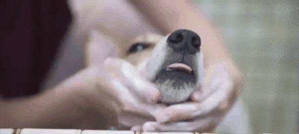 狗狗发烧可能的病症（了解狗狗发烧的原因及处理方法）