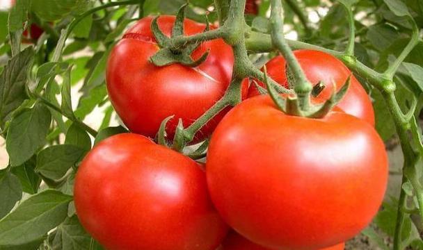 一岁半的拉布拉多可以以蔬菜为主食吗？（了解适合一岁半拉布拉多吃的蔬菜种类及注意事项）