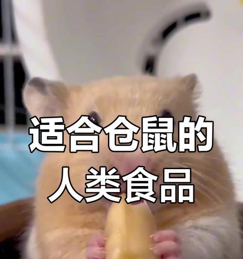 小心！仓鼠不能吃的东西有哪些？（仓鼠食谱大揭秘！）