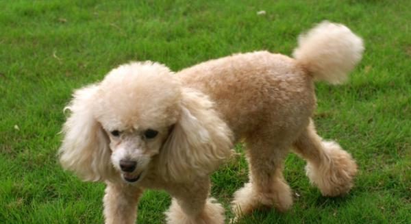 最适合小孩养且便宜聪明的小型犬品种选择（小型犬品种推荐及养护建议）