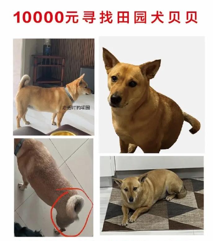 以杂交狗出什么颜色？（探索杂交狗品种的外貌特征及色彩搭配）