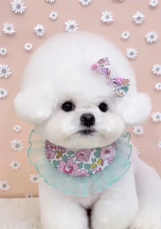3个月比熊犬的主食选择（给你的宝贝选择合适的食物）