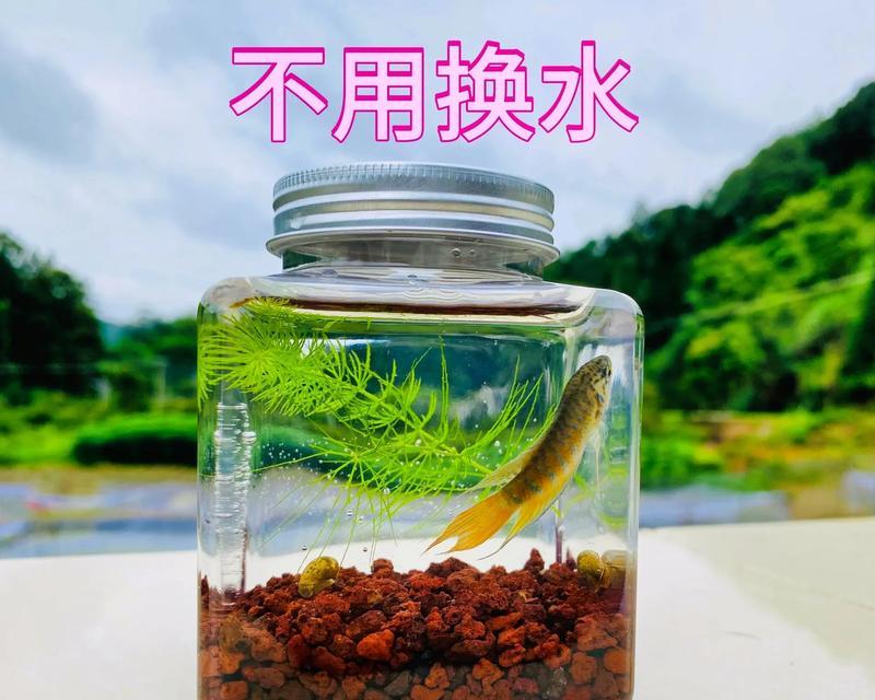 斗鱼的蔬菜饮食秘籍（中国斗鱼的营养需求及常见蔬菜选择）