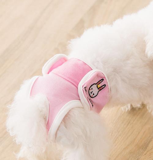 泰迪犬的月经期及注意事项（了解泰迪犬月经周期，给它最好的关怀）