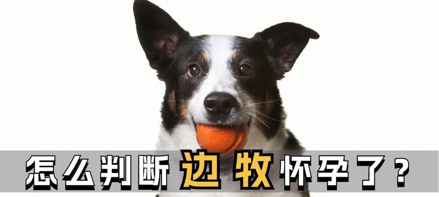 母狗怀孕的准备工作（为母狗健康孕育提供完善条件）