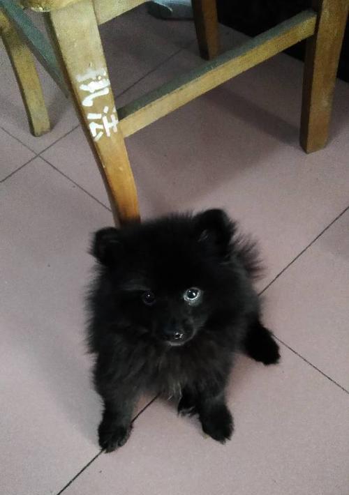 揭秘博美犬脚底的神秘之处（探索博美脚底构造与功能，发现其独特魅力）