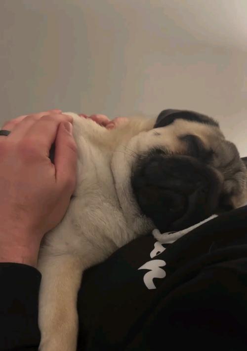 哪种狗最忠诚又粘人？（探究不同犬种的忠诚度和亲人性，找出最佳伴侣）