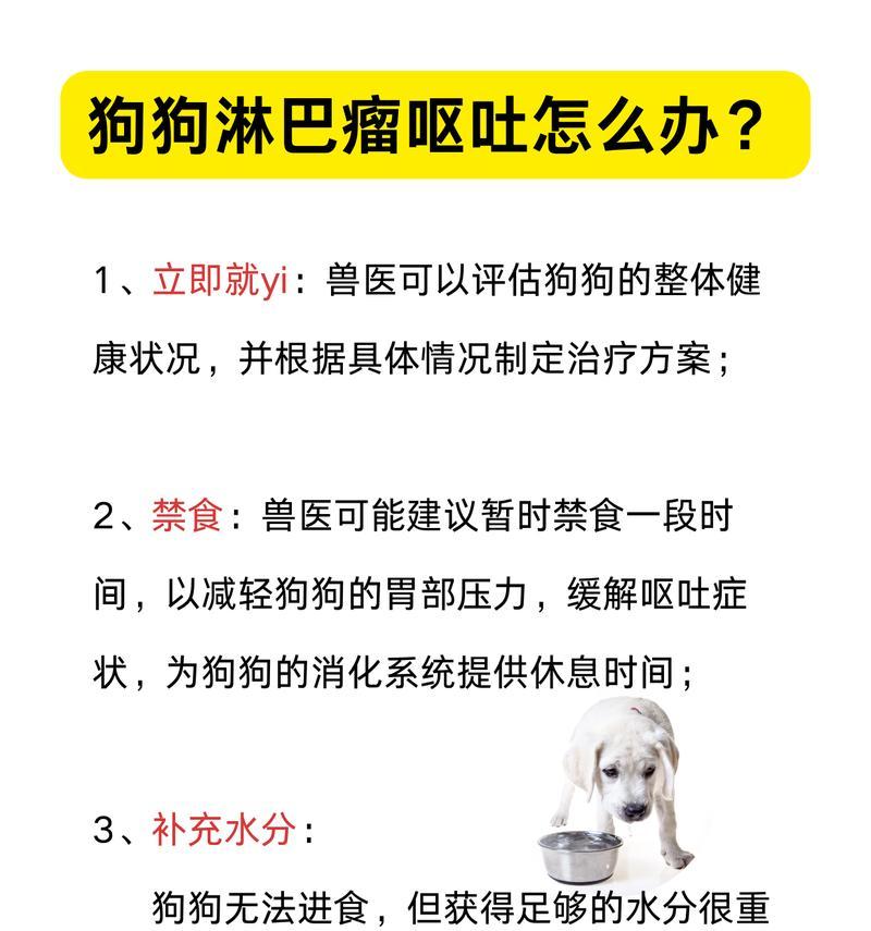 狗狗呕吐后应该吃什么食物？（了解狗狗呕吐后的饮食指南，给予正确的食物以促进康复。）