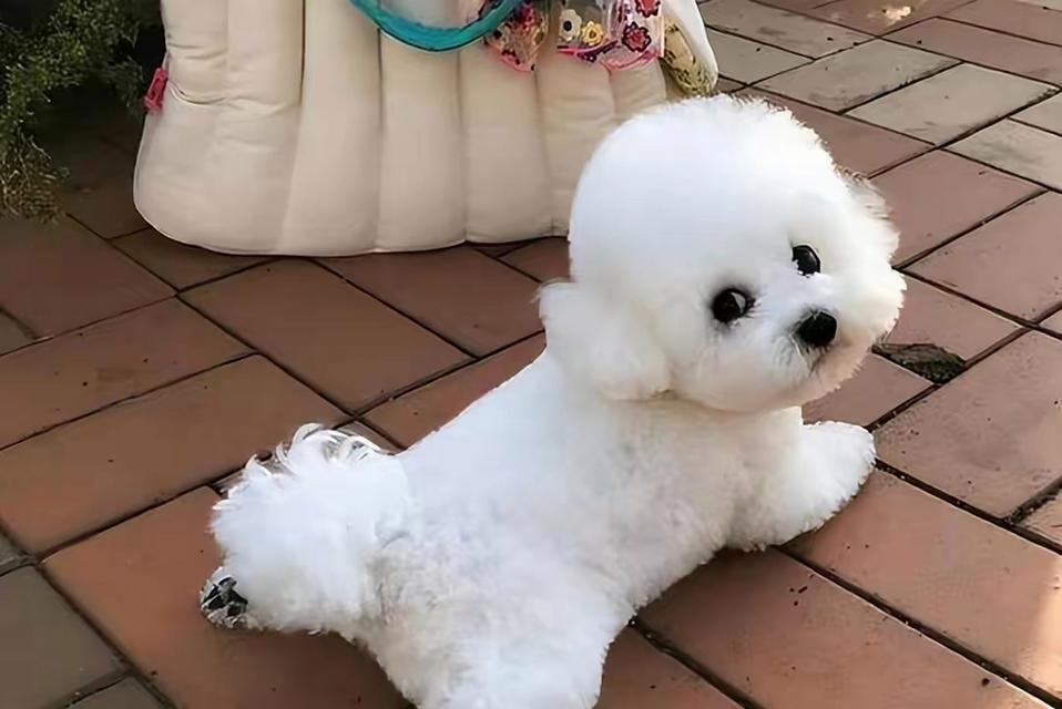 选择适合楼房饲养的狗狗，让生活更美好（宠物狗狗能陪伴你一辈子，为何不为它提供舒适的居住环境呢？）