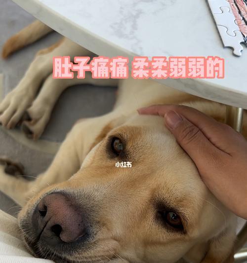 了解狗的月经（探索狗的月经现象及其影响，为宠物狗的健康管理提供指导）