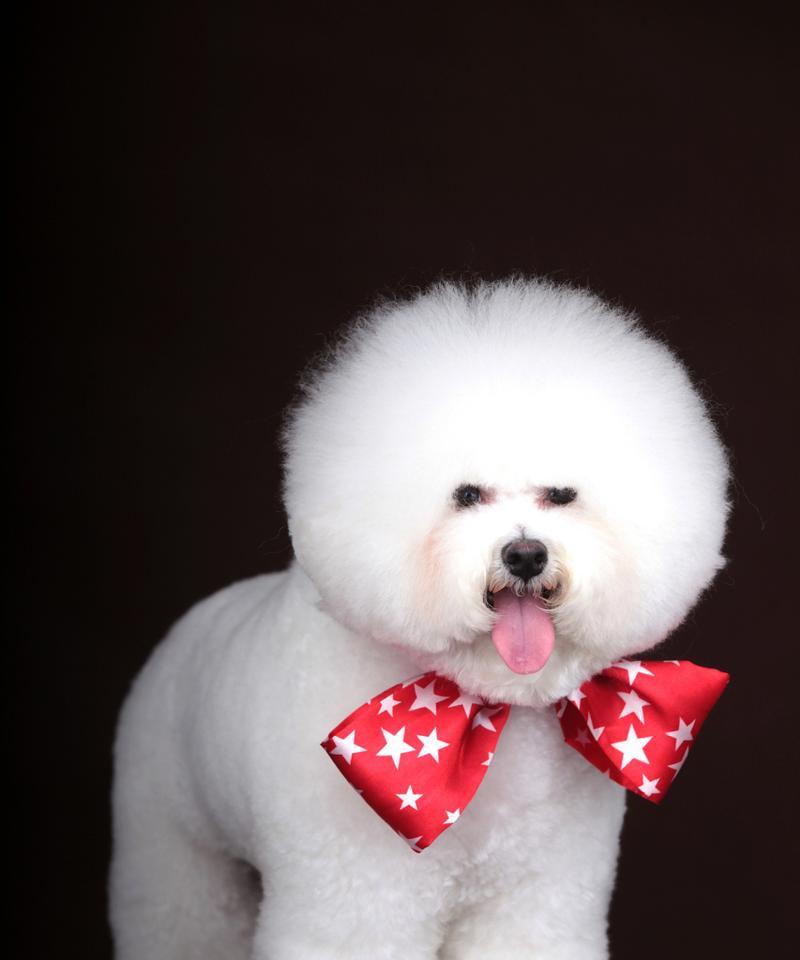 比熊犬为什么容易打结毛发？（了解比熊犬打结毛发的原因及预防方法）