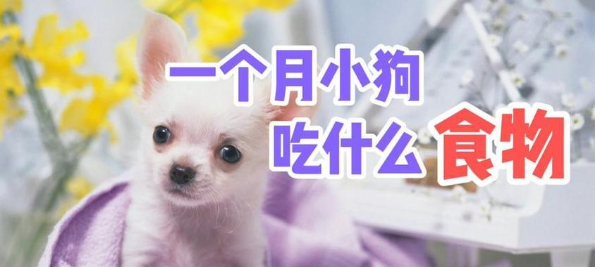 狗狗呕吐后该吃什么？（了解狗狗呕吐后的饮食调理，宠物健康不容忽视）