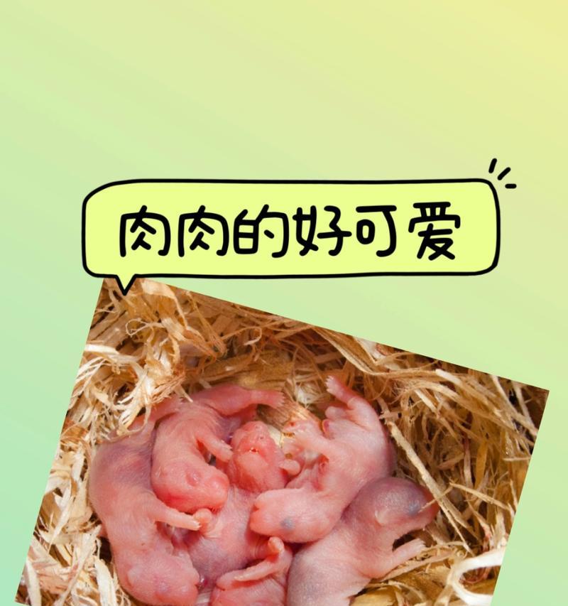仓鼠怀孕的表现及注意事项（从体态变化到行为习性，了解你的宠物仓鼠是否怀孕）