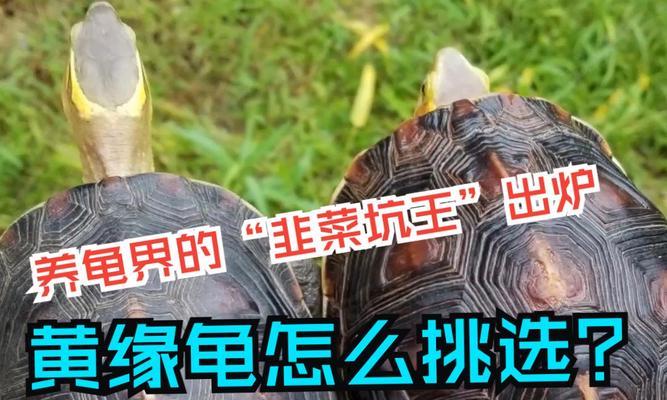 黄缘龟的饮食习性与喜好（探秘黄缘龟的美食世界）