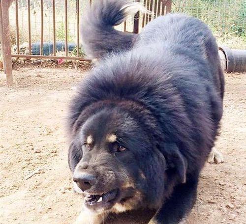 藏獒得了犬瘟的症状及治疗方法（了解藏獒犬瘟，保护我们的伙伴）