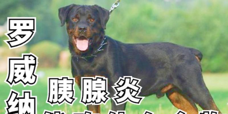 以罗威纳吃什么好（养成健康饮食习惯，给罗威纳提供合适的营养）