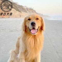 拉布拉与金毛的区别（了解这两个狗狗品种的差异与特点）