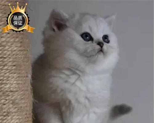 折耳渐成猫的价格及相关知识（探讨折耳渐成猫的市场行情和饲养要点）