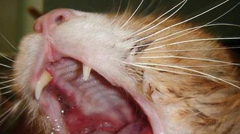 揭秘（探索猫口腔健康的关键，如何治疗口腔溃疡？）