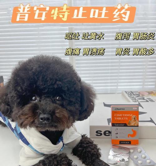 狗肠炎腹泻的药物治疗方案（选择合适的药物缓解狗肠炎腹泻）