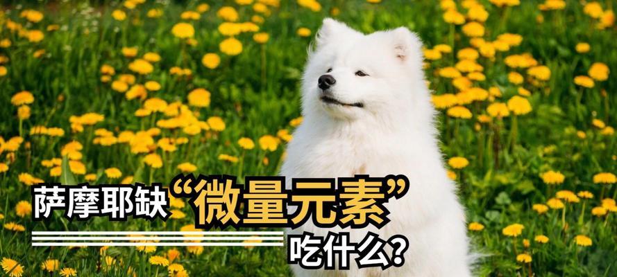 萨摩犬毛发不长，如何正确选择和搭配饮食？（以萨摩毛不长为主题的饮食搭配和选择指南）
