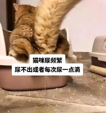 猫尿闭的原因及解决方法（探究猫为什么会发生尿闭问题，以及如何应对）
