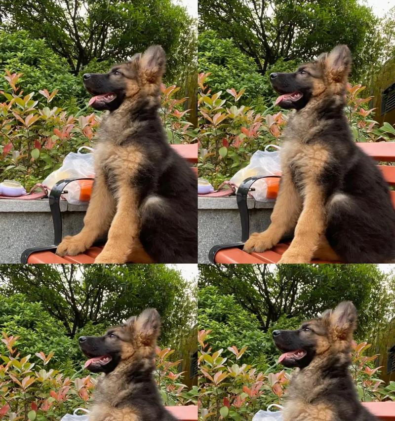 以德牧犬喂养吃什么？（了解以德牧犬的饮食需求，让您的爱宠健康快乐）