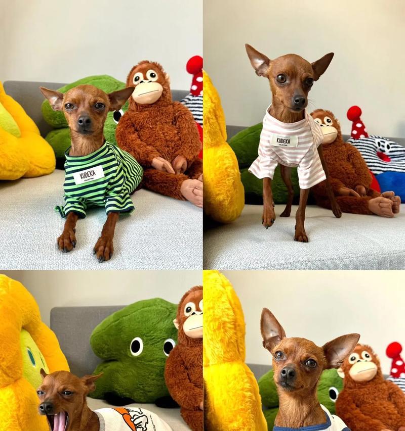 小鹿犬幼犬的眼睛开启时机（了解小鹿犬眼睛开启的关键时刻）