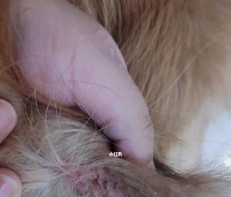 狗得了螨虫，你需要了解的症状和治疗方法（狗螨虫感染，如何及时发现和治疗）
