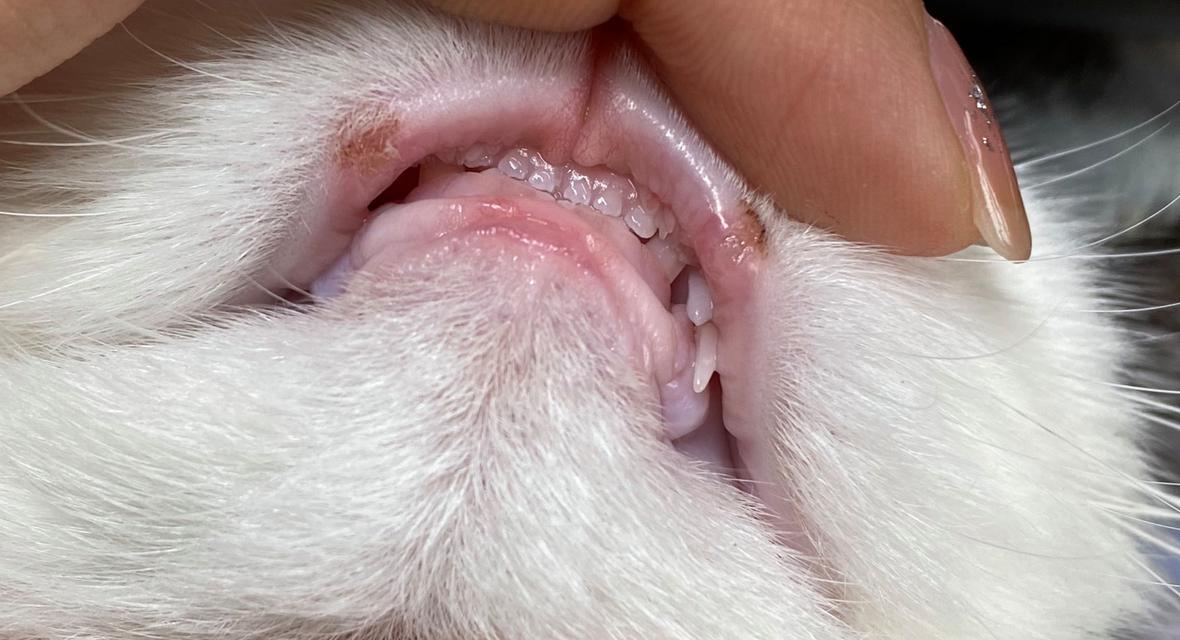 猫咪换牙期间的合理喂养（让它们吃得健康，笑得灿烂）
