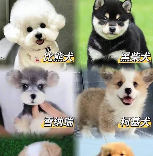 宠物店猫咪价格全解析（从平价到高档，探讨猫咪的不同价格区间）