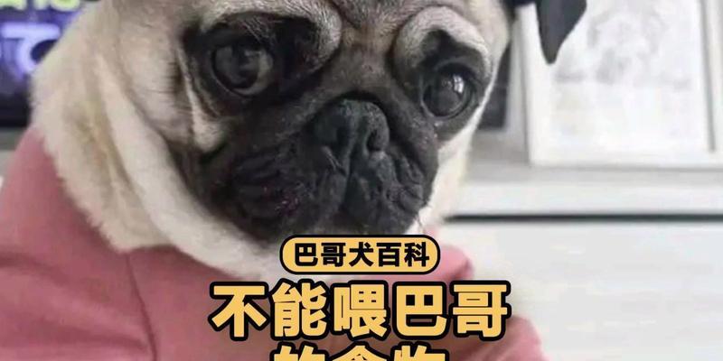 八哥犬的饮食习惯解析（以八哥犬什么都吃为主题的探讨及实际可行性分析）