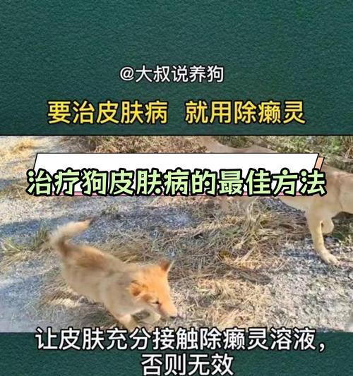 狗的皮肤病（了解狗的皮肤病，保护您的宠物）