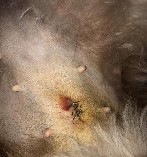 母狗怀孕后流白色液体，可能的原因和应对措施（了解母狗怀孕后流白色液体，保护你的宠物健康）
