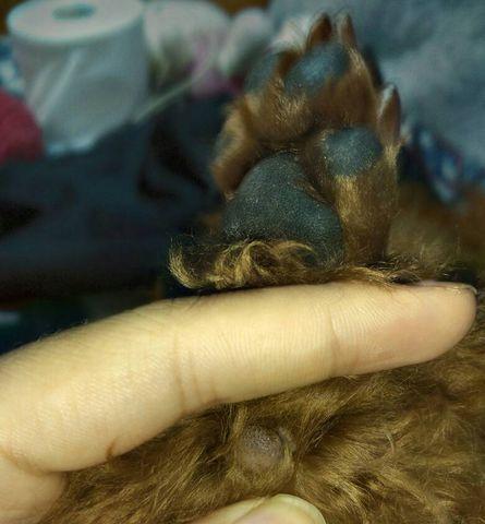 泰迪犬爪子干裂的原因和治疗方法（了解泰迪犬爪子干裂的常见症状和预防措施）